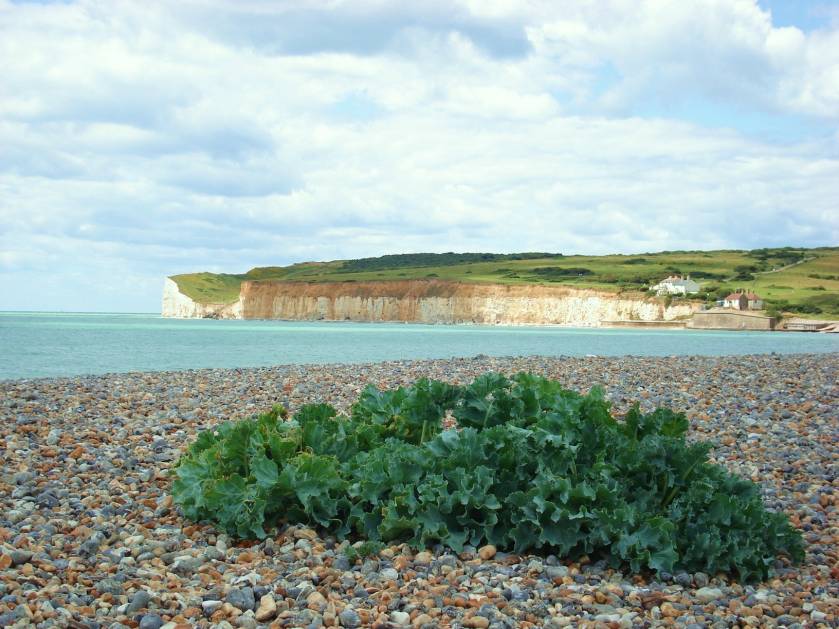A place to visit - Cuckmere Haven